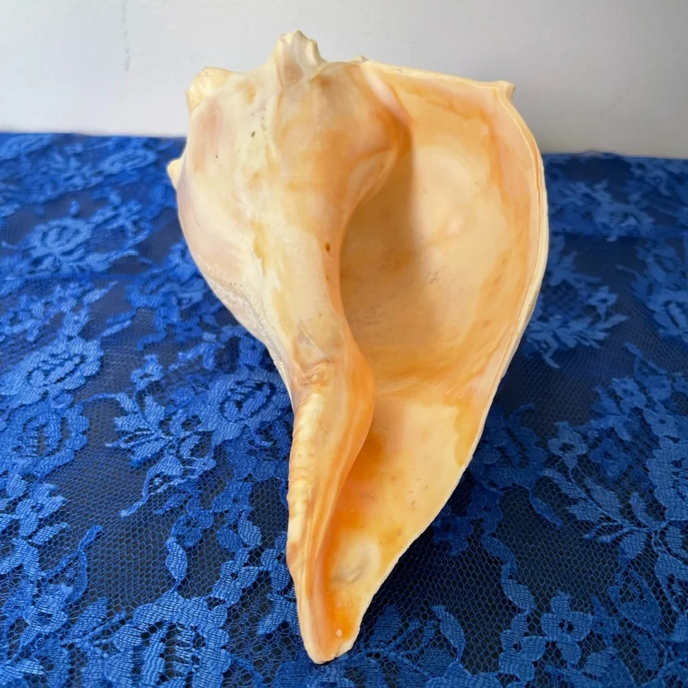 Conch Beach Shell - Picture 7 of 10